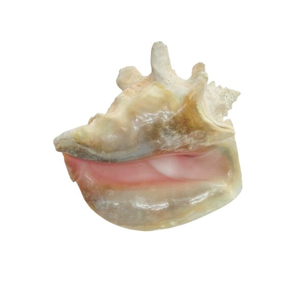 Large Natural Conch Sea Shell Coastal Beach Home Decor Craft Nautical Seashell - Picture 1 of 11